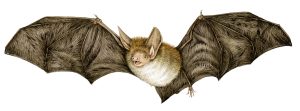 Bechstein's bat Myotis bechsteinii  natural history illustration by Lizzie Harper