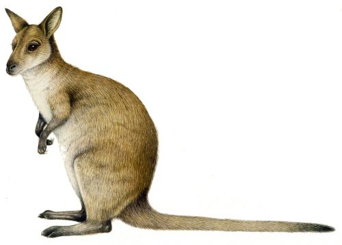 Bennett's Wallaby macropus rufogriseus natural history illustration by Lizzie Harper