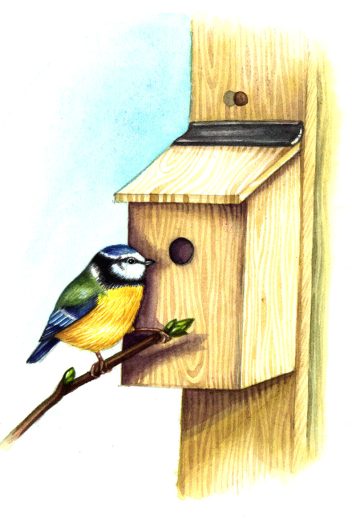 Bird box vignette with blue tit natural history illustration by Lizzie Harper