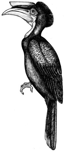 Black casqued hornbill natural history illustration by Lizzie Harper