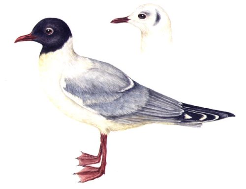 Black headed gull natural history illustration by Lizzie Harper