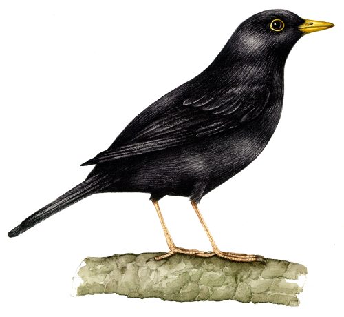 Blackbird natural history illustration by Lizzie Harper