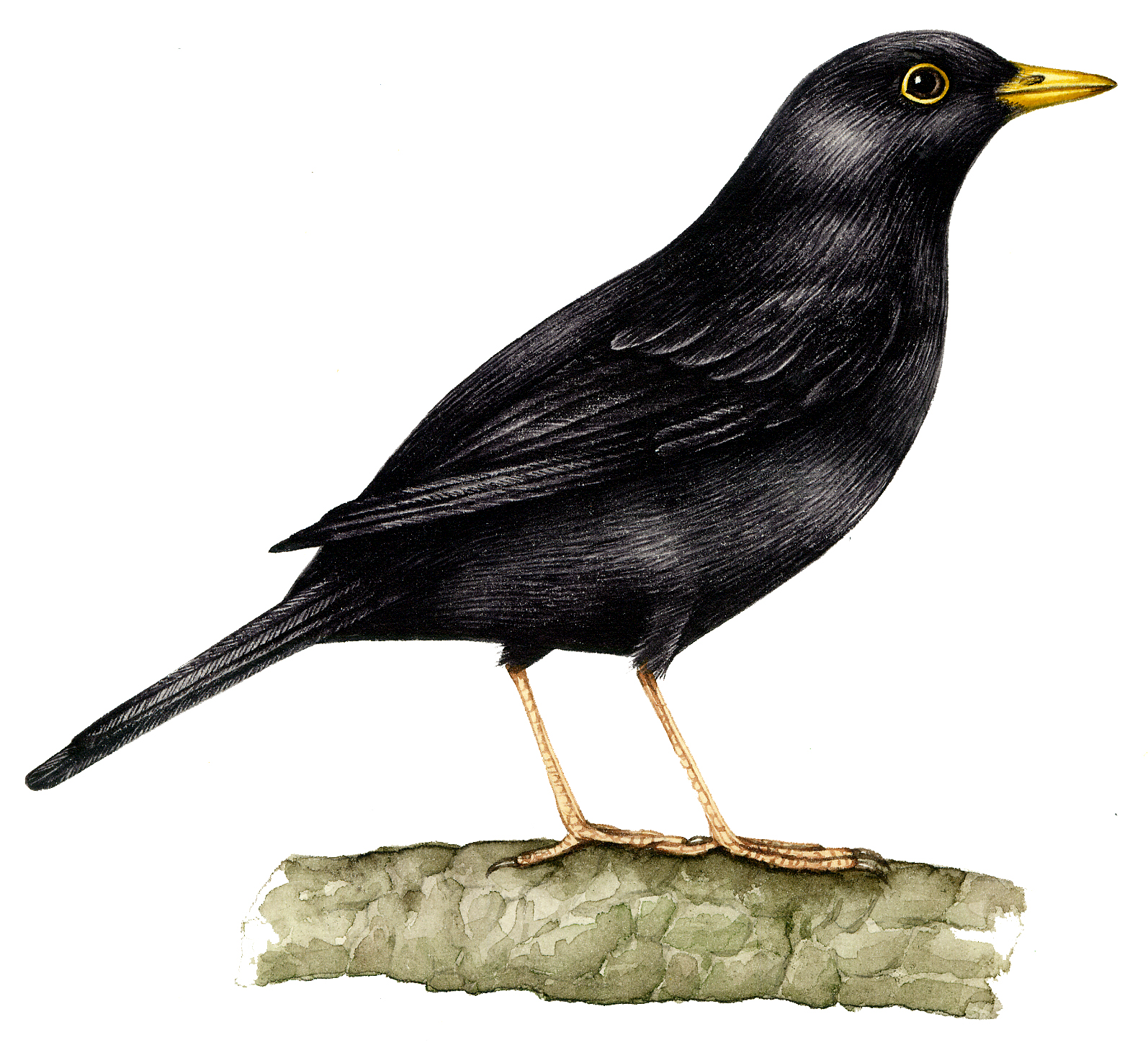 Blackbird Turdus merula Lizzie Harper