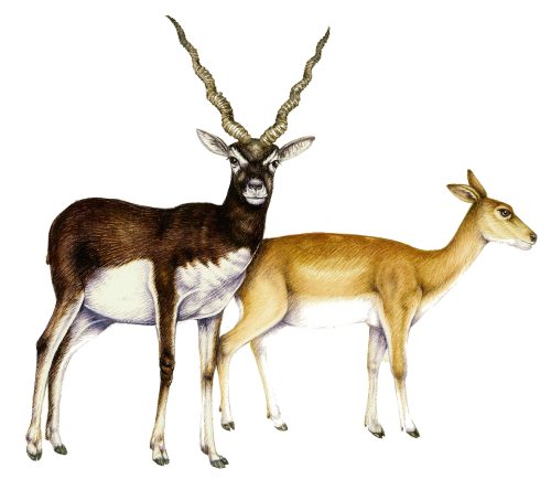 Blackbuck pair Antilope cervicapra natural history illustration by Lizzie Harper