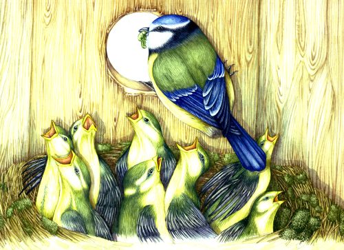 Blue tit feeding tis chicks natural history illustration by Lizzie Harper