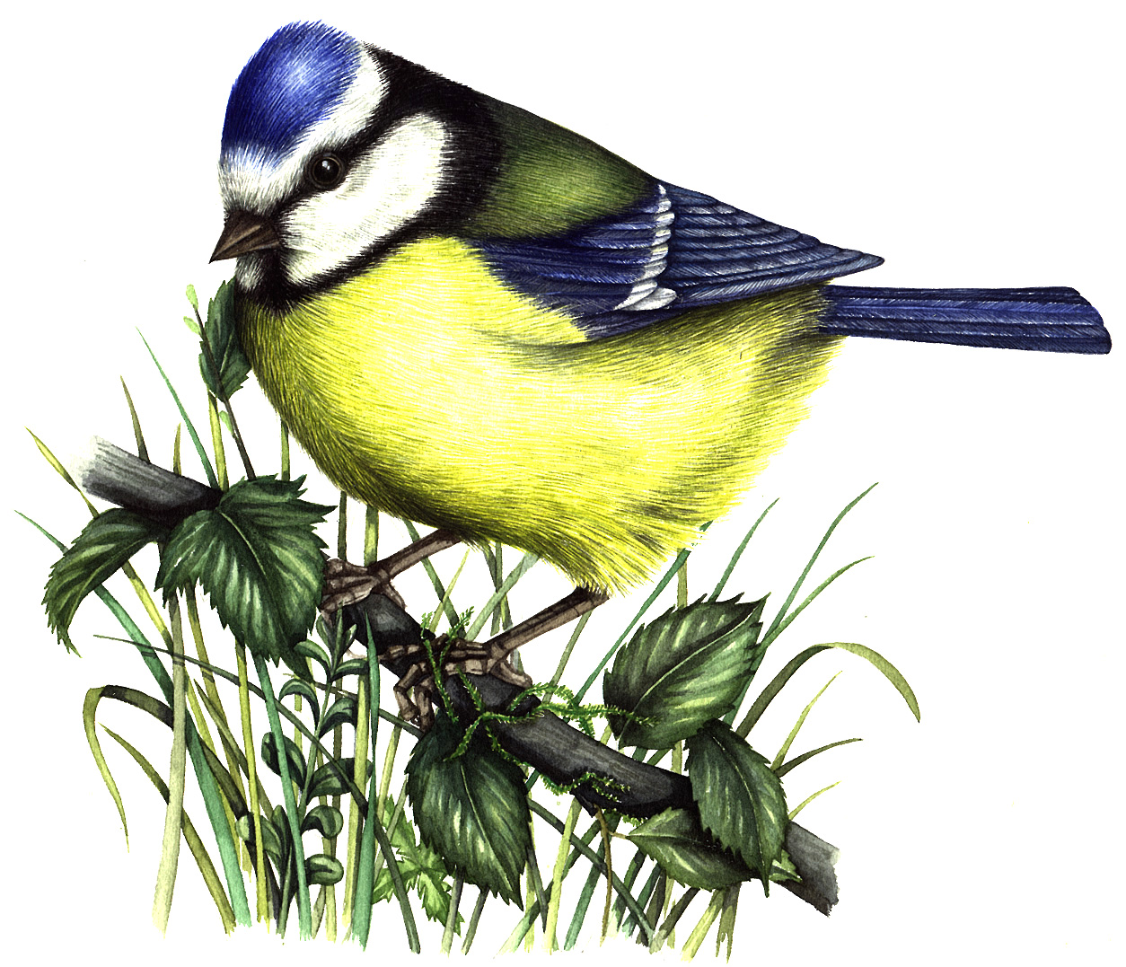 Blue tit natural history illustration by Lizzie Harper