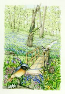 Bluebell wood with redstart and a walkway across a woodland stream