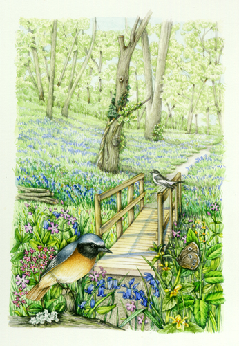 Bluebell wood with redstart natural history illustration by Lizzie Harper
