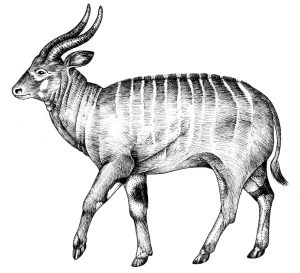 Bongo Tragelaphus eurycerus natural history illustration by Lizzie Harper