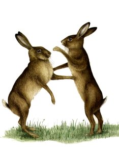 Hares boxing Lepus europaeus natural history illustration by Lizzie Harper