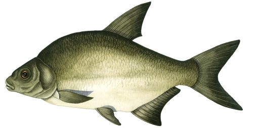 Common bream natural history illustration by Lizzie Harper