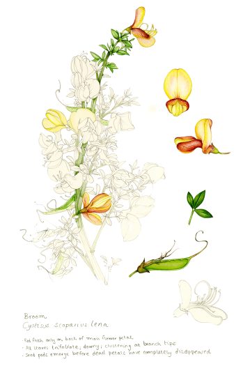 Broom cystisus scoparius lena botanical illustration sketchbook style natural history illustration by Lizzie Harper