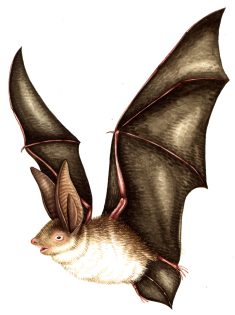 Brown long eared bat Plecotus auritus