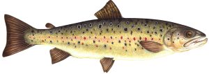 Brown trout natural history illustration by Lizzie Harper