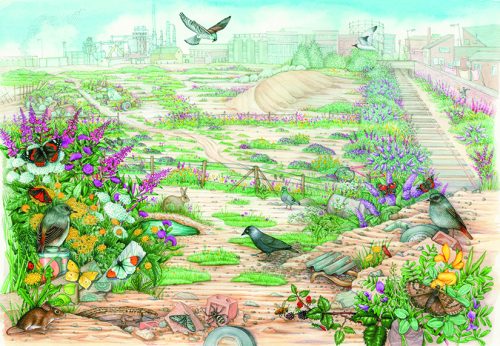 Brown field site and habitat with associated species natural history illustration by Lizzie Harper