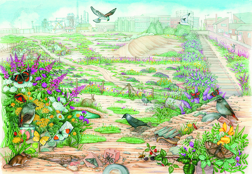 Brownfield site landscape with best practice management advice - Lizzie ...
