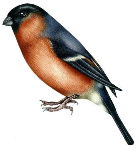 Bullfinch natural history illustration by Lizzie Harper