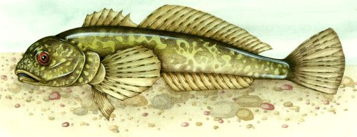 European Bullhead natural history illustration by Lizzie Harper
