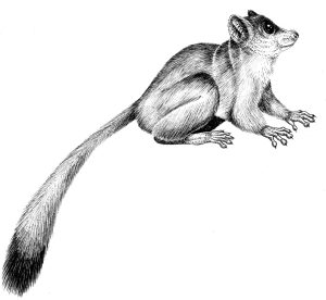 Bushbaby natural history illustration by Lizzie Harper