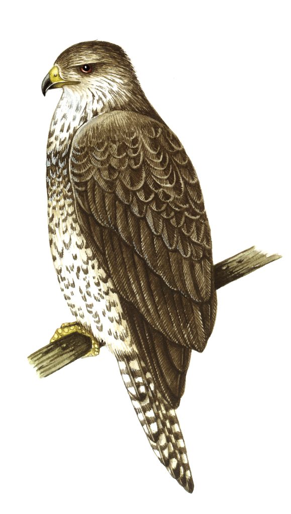 Buzzard natural history illustration by Lizzie Harper