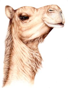 Head of Camel or Dromedary Camelus dromedarius