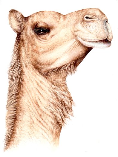 Camel Camelus dromedarius natural history illustration by Lizzie Harper