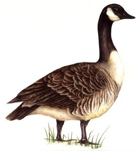 Canada goose natural history illustration by Lizzie Harper