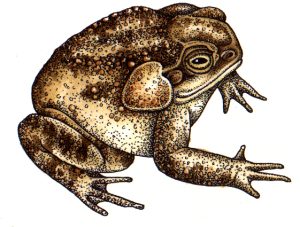 Cane toad natural history illustration by Lizzie Harper