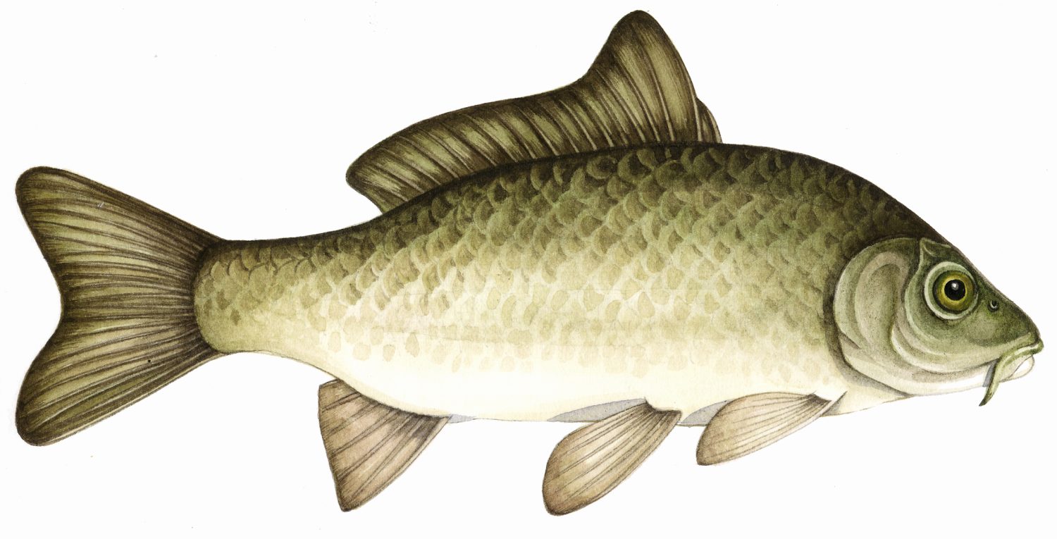 Common carp Cyprinus carpio - Lizzie Harper