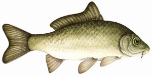 Common carp natural history illustration by Lizzie Harper