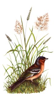 Chaffinch Fringilla coelebs