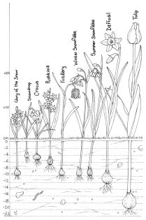 Bulb planting depth chart