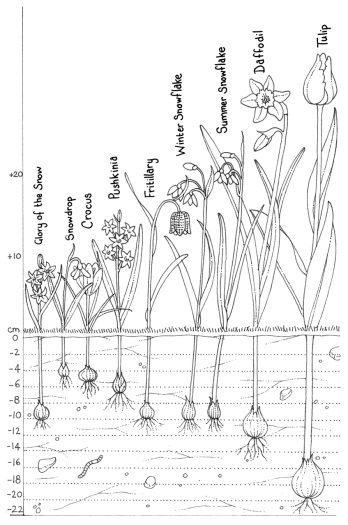 Chart showiong ideal planting depth for different flowering bulbs natural history illustration by Lizzie Harper