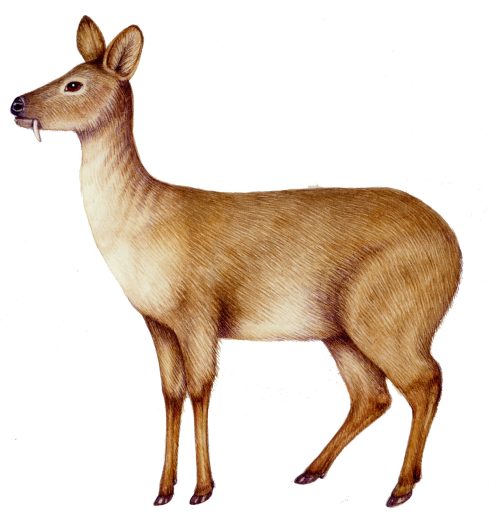Chinese water deer Hydropotes inermis natural history illustration by Lizzie Harper