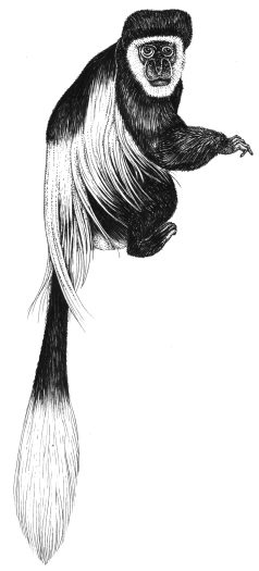 Black and white colobus monkey Colobus vellerosus natural history illustration by Lizzie Harper