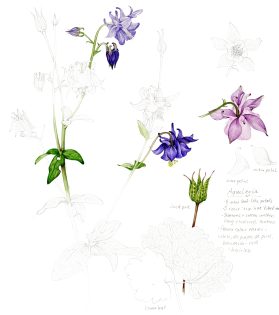 Columbine Aquilegia vulgaris sketchbook study