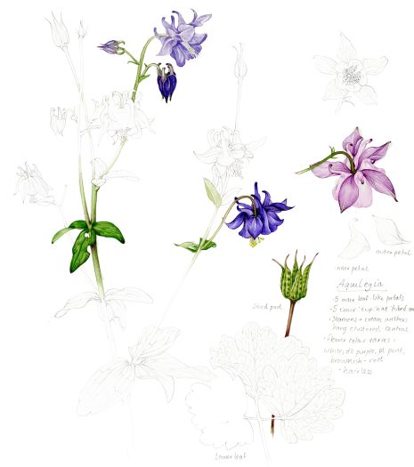 Columbine Aquilegia vulgaris botanical illustration sketchbook style natural history illustration by Lizzie Harper