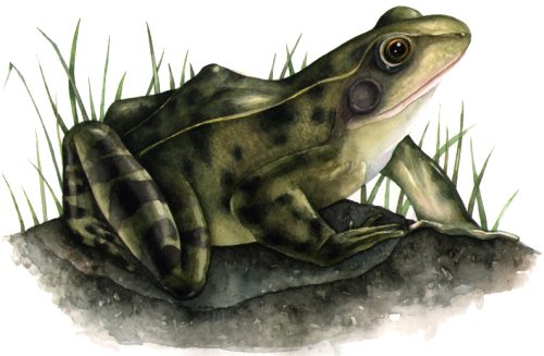 Common frog natural history illustration by Lizzie Harper