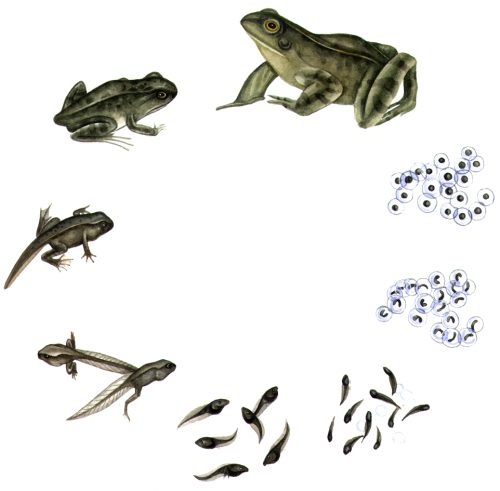Common frog life cycle natural history illustration by Lizzie Harper
