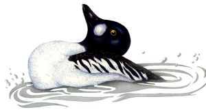 Common Goldeneye natural history illustration by Lizzie Harper