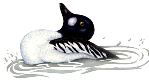 Common Goldeneye natural history illustration by Lizzie Harper
