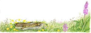 Common lizard in field natural history illustration by Lizzie Harper