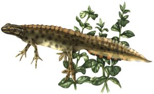 Common newt natural history illustration by Lizzie Harper
