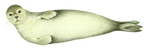 Common seal Phoca vitulina natural history illustration by Lizzie Harper