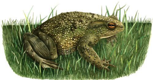 Common toad natural history illustration by Lizzie Harper