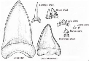 Comparison of the teeth of different shark species