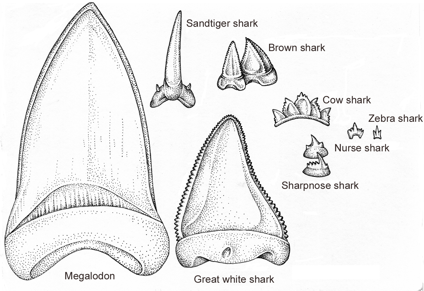 Ancient Shark Teeth Identification