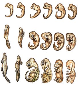 Embryo comparisons natural history illustration by Lizzie Harper