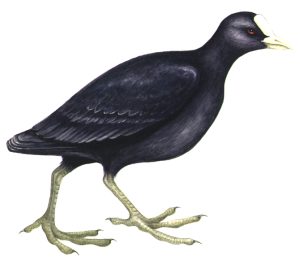 Coot natural history illustration by Lizzie Harper