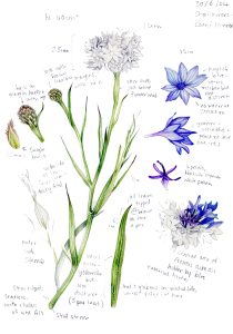Cornflower Centaura cyanus botanical illustration sketchbook style natural history illustration by Lizzie Harper